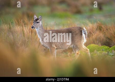 Weißschwanzhirsch, Odocoileus virginianus, Antisana NP, Ecuador. Tier auf der Bergwiese. Wildtier aus Ecuador. Stockfoto