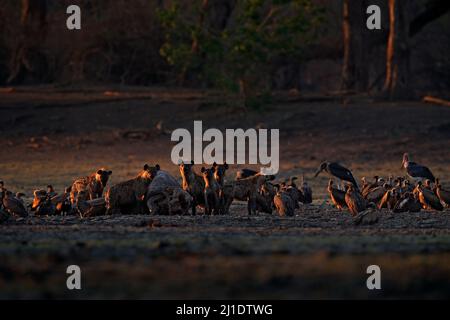 Toter Elefant. Afrika Tierwelt. Gesichtet Hyäne, Crocuta crocuta, Packung mit Elefantenkadaver, Mana Pools NP, Simbabwe in Afrika. Tierverhalten, tot Stockfoto