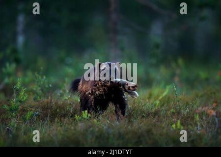 Wolverine läuft in der finnischen Taiga. Wildlife-Szene aus der Natur. Seltenes Tier aus Nordeuropa. Wilder Vielfraß im Sommerrasen. Wildlife Europe. Stockfoto