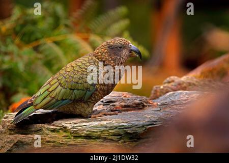 Kea Papagei, Nestor notabilis, grüner Vogel im Naturlebensraum, Berg in Neuseeland. Kea sititng auf dem Baumstamm, Wildtierszene aus der Natur Stockfoto