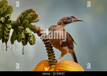 Behelmter Friarbird, Philemon buceroides, schöner Vogel, der auf der Banane im grünen Wald sitzt, Borneo, Indonesien in Asien. Friarbird in der na Stockfoto