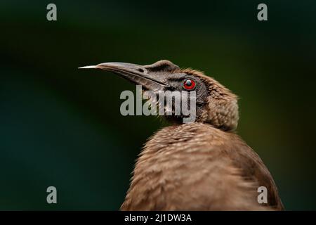 Behelmter Friarbird, Philemon buceroides, schöner Vogel, der auf der Banane im grünen Wald sitzt, Borneo, Indonesien in Asien. Friarbird in der na Stockfoto