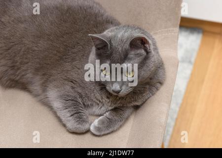 Silberne blaue Erwachsene Korat-Katze, die aufsitzt und mit grünen Augen direkt auf die Kamera schaut. Stockfoto