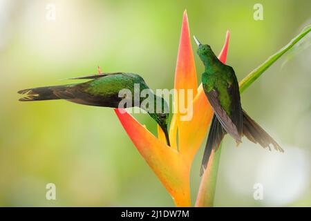 Wilde Tiere im Dschungel. Kolibri Empress Brilliant, Heliodoxa imperatrix aus Kolumbien in der Blüte Blume, Kolumbien, Tierwelt aus tropischem Dschungel. Wildli Stockfoto