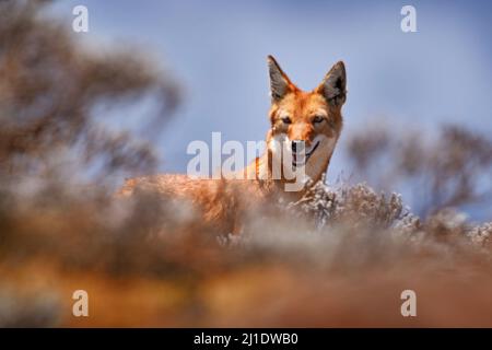 Äthiopischer Wolf, Canis simensis, in der Natur. Bale Mountains NP, Äthiopien. Seltene endemische Tierporträt Afrika. Wildtiere Natur aus Äthiopien. Orange Stockfoto