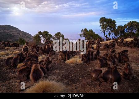 Simien Affen Abend Sonnenuntergang. Gelada Baboon mit offenem Mund und Zähnen. Simien Mountain NP mit Gelada-Affen aus Äthiopien. Herdenpackung mit niedlichen Anima Stockfoto