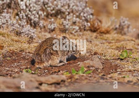 Schwarze Kralle, gebürstelt Ratte Lophoromys melanonyx. Eine Beutefutter-Art des äthiopischen Wolfes, Canis simensis. Endemisches Tier im Bale Mountains NP, E Stockfoto