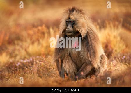 Gelada Baboon mit offenem Mund und Zähnen. Simien Mountains NP, Gelada-Affe, Detailportrait, aus Äthiopien. Niedliches Tier aus Afrika. Niedliche endemische ma Stockfoto