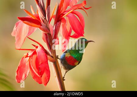 Sonnenvögel mit roter Blume. Schöne Sonnenvögel, Cinnyris pulchellus, Vogel in der grünen Vegetation, Lake Ziway, Äthiopien. Afrika Vogel sitzt auf dem Ast Stockfoto