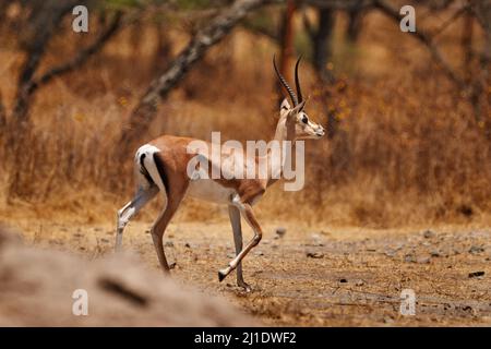 Soemmerrings Gazelle, Nanger soemmerringii, im Naturlebensraum, Abijata-Shalla Lakes NP, Äthiopien in Afrika. Sonniger Tag mit schöner wilder Animia Stockfoto