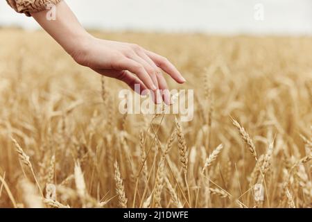 Weibliche Hand der Bauer betraf die Reifung der Weizenohren im Frühsommer Stockfoto