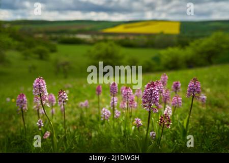 Blume Tschechische Landschaftsgärtnern, Orchis purpurea, Lady Orchid, blühende europäische terrestrische Wildorchidee in Naturlebensraum mit Frühlingshügeln, Tschechische Republik. Stockfoto