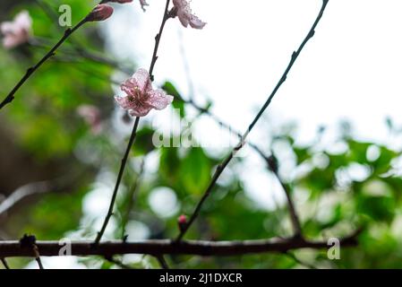 Frische Frühlingsblumen blühen mit grünen Blättern in einem Garten, aus nächster Nähe Stockfoto