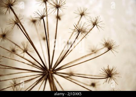Trockenes, verschwommenes Schwalbenkraut mit Ästen und Knospen wie ein Dandelion. Saisonale Pflanzen und abstrakte Natur Stockfoto