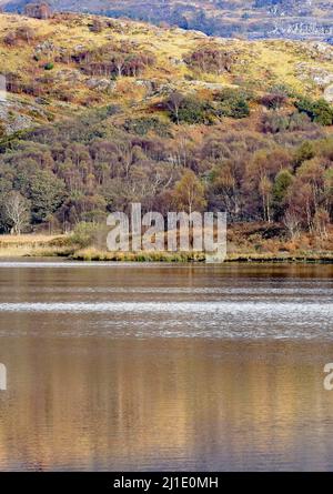 Llyn Dinas See mit Herbstreflexen auf der Wasseroberfläche mit herbstlichen Tönungen und Farben der nahe gelegenen Wälder im Snowdonia National Park Nantgwynant Stockfoto