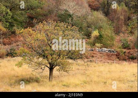 Wunderschöne Herbstwiesenlandschaft auf der Ostseite des Nantgwynant-Tals im Snowdonia National Park North Wales. Stockfoto