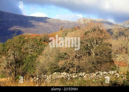 Unterhalb der Snowdonia Berge eine wunderschöne herbstliche Landschaft am Nordufer von Llyn Gwynant im Nantgwynant Tal Snowdonia Nationalpark N Stockfoto