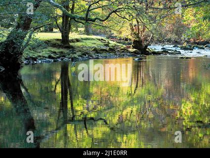 Riverside Reflexionen im Herbst in einem Laub-und Mischwald mit enthält viele Buchenbäume entlang der Afon Llugwy in der schönen Stockfoto