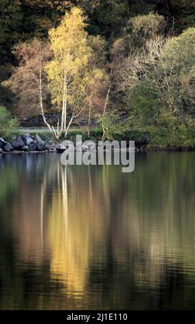 Llyn Dinas See mit Herbstreflexen auf der Wasseroberfläche mit herbstlichen Tönungen und Farben der nahe gelegenen Wälder im Snowdonia National Park Nantgwynant Stockfoto