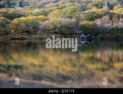 Llyn Dinas See mit Herbstreflexen auf der Wasseroberfläche mit herbstlichen Tönungen und Farben der nahe gelegenen Wälder im Snowdonia National Park Nantgwynant Stockfoto