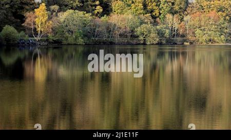 Llyn Dinas See mit Herbstreflexen auf der Wasseroberfläche mit herbstlichen Tönungen und Farben der nahe gelegenen Wälder im Snowdonia National Park Nantgwynant Stockfoto