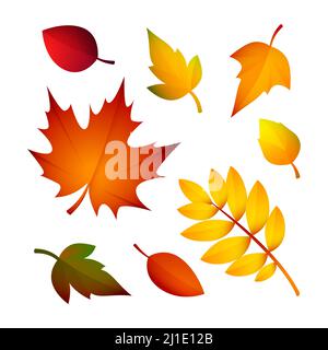 Helle Herbstblätter. Satz von bunten Blättern von verschiedenen Bäumen. Kann für Themen wie Herbst, Herbarium, Natur verwendet werden Stock Vektor