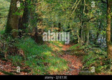 Herbstlicher Laubwald mit vielen Buchenbäumen in den schönen Gwydyr Wäldern und Wäldern bei Betws-y-coed, die wunderbare Herbstfarben zeigen Stockfoto