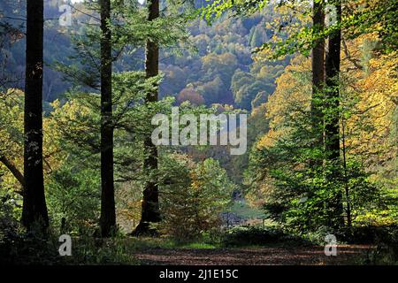 Herbstliche Laubwälder mit vielen Buchenbäumen in den schönen Wäldern und Wäldern von Gwydyr, die auch wunderschöne Herbstfarben und Farbtöne zeigen Stockfoto