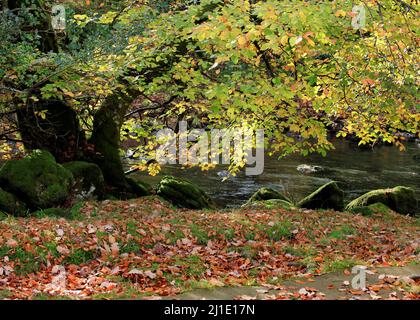 Laub- und Mischwald mit vielen Buchenbäumen entlang der Afon Llugwy in den schönen Wäldern und Wäldern des Gwydy Stockfoto