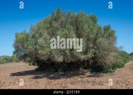 Wilder Olivenbaum, Olea europaea var. sylvestris. Foto aufgenommen in der Gemeinde Ciutadella de Menorca, Balearen, Spanien Stockfoto