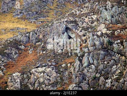 Naturfoto der Geologie, das zufällige Muster, Textur, Form zeigt, mit einer subtilen Farbpalette in einem halbabstrakten Stil im Nantgwynant Valley Stockfoto