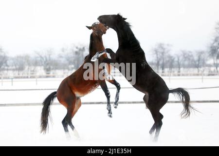 12.02.2021, Deutschland, Sachsen, Graditz - Gestüt Graditz, Hengste kämpfen im Winter auf einem schneebedeckten Fahrerlager die Rangfolge. 00S210212D286CAROE Stockfoto