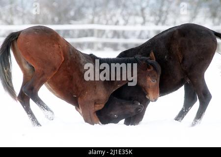 12.02.2021, Deutschland, Sachsen, Graditz - Gestüt Graditz, Hengste, die im Winter auf einem schneebedeckten Fahrerlager um Rang kämpfen. 00S210212D299CAROEX.JPG [MODELL R Stockfoto