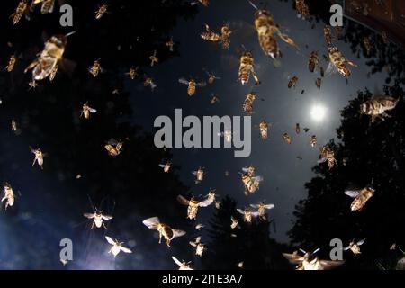 24.05.2021, Deutschland, , Berlin - Honigbienen im Flug. 00S210524D116CAROEX.JPG [MODEL RELEASE: NO, PROPERTY RELEASE: NO (c) caro images / Sorge, http:/ Stockfoto