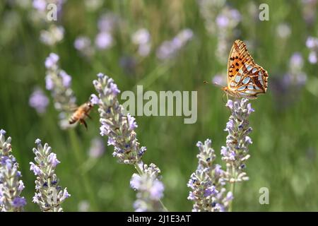 22.07.2021, Italien, Viterbo, Bolsena - kleiner Perlenschmetterling saugt Nektar aus einer Lavendelblüte. 00S210722D147CAROEX.JPG [MODELLVERSION: NEIN, EIGENTUM Stockfoto