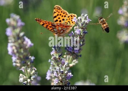 22.07.2021, Italien, Viterbo, Bolsena - kleiner Perlenschmetterling, umgeben von Honigbiene, saugt Nektar aus einer Lavendelblüte. 00S210722D148CAROEX.JPG [MODUS Stockfoto