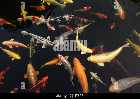 21.08.2021, Deutschland, Nordrhein-Westfalen, Rödinghausen - Koi-Karpfen schwimmt in einem Teich. 00S210821D253CAROEX.JPG [MODELLVERSION: NEIN, EIGENTUMSFREIGABE Stockfoto