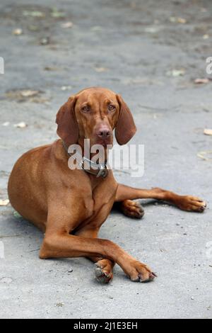 20.08.2021, Deutschland, Rheinland-Pfalz, Ingelheim - Hund der Rasse Magyar Vizsla liegt mit gekreuzten Vorderpfoten auf Asphalt und sieht aufmerksam aus. 0 Stockfoto