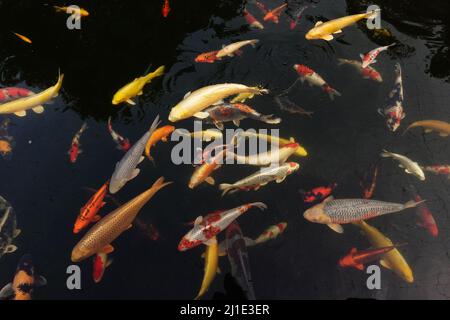 21.08.2021, Deutschland, Nordrhein-Westfalen, Rödinghausen - Koi-Karpfen schwimmt in einem Teich. 00S210821D255CAROEX.JPG [MODELLVERSION: NEIN, EIGENTUMSFREIGABE Stockfoto