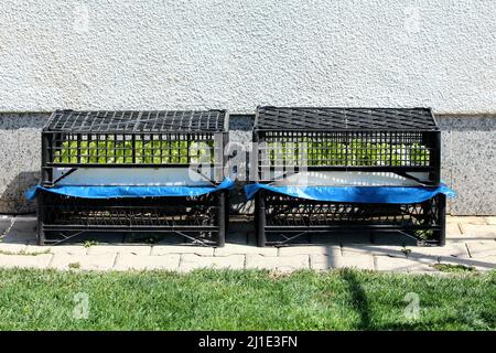 Frische, hellgrüne, dicke Blattsalat oder Lactuca sativa-Pflanzen wachsen in weißen Styroporbehältern, die mit schwarzem Kunststoff bedeckt sind Stockfoto