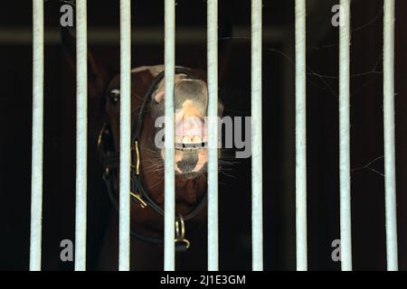 03.09.2021, Deutschland, Baden-Württemberg, Iffezheim - Pferd schaut mit einem plissierenden Blick durch die Riegel seines Standes. 00S210903D313CAROEX.JPG [MODELL Stockfoto