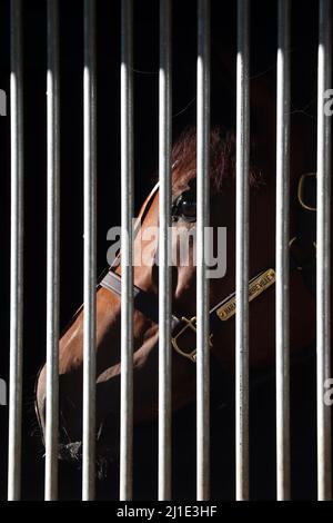 03.09.2021, Deutschland, Baden-Württemberg, Iffezheim - Pferd schaut durch die Riegel seiner Box. 00S210903D301CAROEX.JPG [MODELLVERSION: NEIN, EIGENTUM R Stockfoto