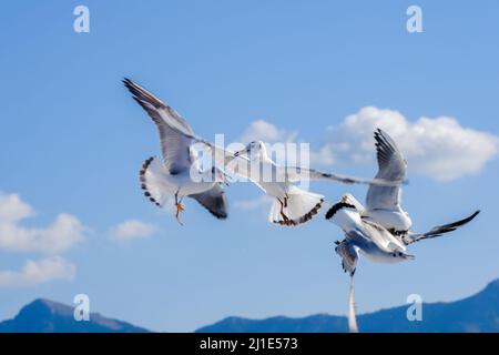 02.09.2021, Griechenland, Ostmakedonien und Thrakien, Limenas - Möwen begleiten die Fähre Thassos Sea Lines nach Limenas. Die Hauptstadt der Insel Thass Stockfoto