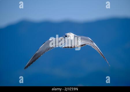 02.09.2021, Griechenland, Ostmakedonien und Thrakien, Limenas - Möwen begleiten die Fähre Thassos Sea Lines nach Limenas. Die Hauptstadt der Insel Thass Stockfoto