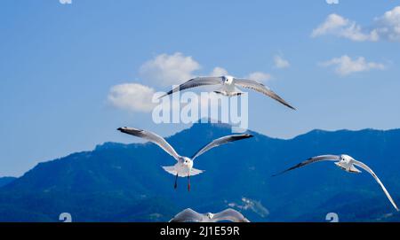 02.09.2021, Griechenland, Ostmakedonien und Thrakien, Limenas - Möwen begleiten die Fähre Thassos Sea Lines nach Limenas. Die Hauptstadt der Insel Thass Stockfoto