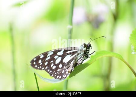 Wunderschöner blauer Tiger (tirumala limniace) Schmetterling auf grünem Blatt Stockfoto