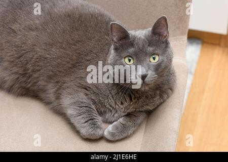 Silberne blaue Erwachsene Korat-Katze, die aufsitzt und mit grünen Augen direkt auf die Kamera schaut. Stockfoto