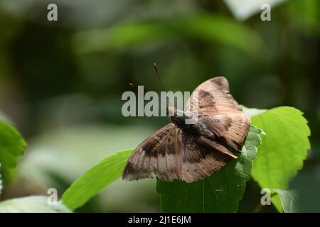 Wundervoller gemeiner Baron (Euthalia aconthea) Schmetterling auf grünem Blatt. Stockfoto