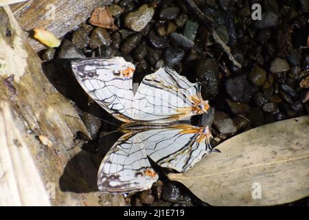 Schöne gemeine Karte (Cyrestis thyodadas) Schmetterling schlammig Stockfoto