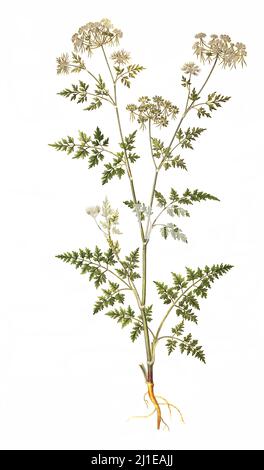 Hundspetersilie, Aethusa cynapium / Aethusa cynapium, Narr's Petersilie, Narr's cicely, oder Gift Petersilie Stockfoto